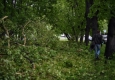 Около 2 тыс. гектаров леса пострадало от урагана в Курганской области