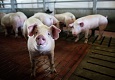АЧС в Белгородскую область заносится с Украины кабанами и при провозе продукции свиноводства