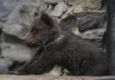 Старейший зоопарк закрывают в Нижнем Новгороде из-за неудовлетворительного содержания животных