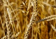 Пожар на пшеничном поле в Ставропольском крае ликвидирован