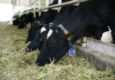Сельхозпредприятия Удмуртии потеряли около 1 млрд рублей прибыли из-за снижения закупочных цен на молоко