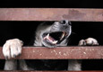 Дело возбуждено по факту жестокого обращения с животными в бывшем амурском приюте для собак