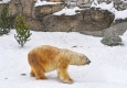 Минобороны РФ поможет решить проблему белых медведей в поселке на Новой Земле