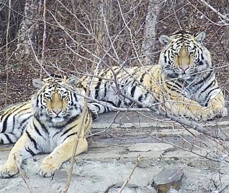 Тигры Павлик и Елена успешно охотятся недалеко от места выпуска в Приамурье