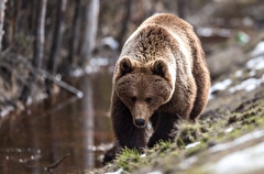 Выход медведей из спячки отмечен в лесах у Байкала