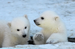 Белых медвежат из якутского зоопарка назвали Вилюем и Яной