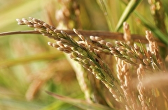 Приморье в 2024г увеличит посевы риса почти в 1,5 раза