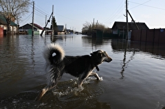 Два дома и 40 участков подтоплены в Новосибирской области