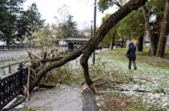Ураган в Уфе повалил более двух десятков деревьев, пострадала местная жительница