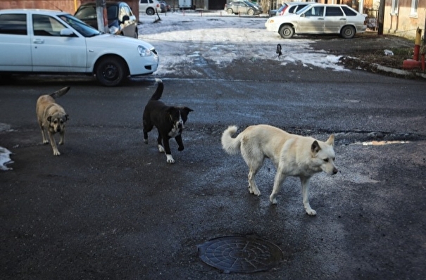 Закон, допускающий эвтаназию агрессивных бродячих собак, принят в Забайкалье