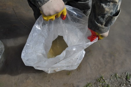 В Новосибирске в реку Обь выпустили более 37 млн личинок пеляди