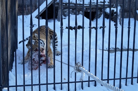 Хоккейная команда "Амур" померилась силами с амурским тигром в перетягивании каната