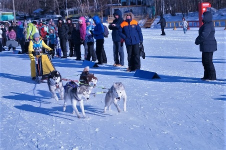 Первые официальные гонки на собачьих упряжках состоялись в Хабаровске
