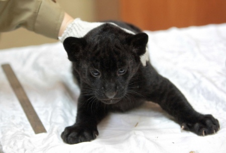 Уникальные черные ягуарята-двойняшки появились на свет в нижегородском зоопарке