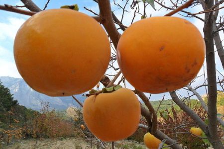 "Массандра" возрождает выращивание экзотических фруктов
