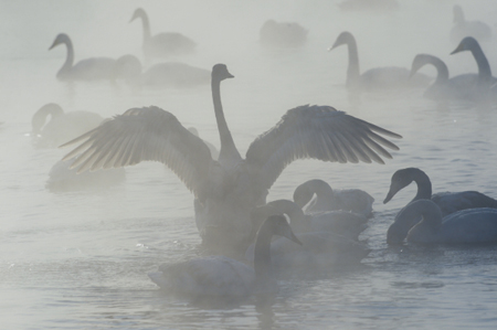 В Балтийске горожане помогают пережить сильные морозы стае белых лебедей