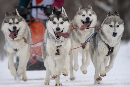 В Карелии из-за отсутствия снега отменены международные гонки на собачьих упряжках