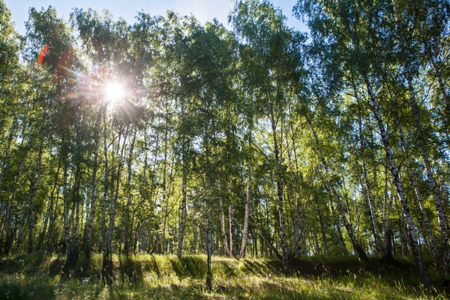 Ивановская область планирует тотально контролировать леса с помощью квадрокоптеров