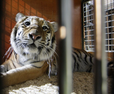 Уголовное дело возбуждено по факту ранения тигренка в Приморье