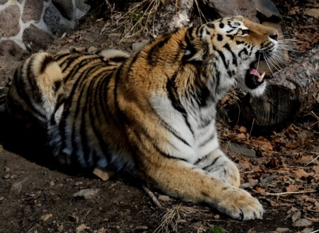 Очередной амурский тигр бродит в окрестностях приморского поселка Артемовский