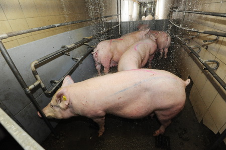 Около 20 свиней пали в Ростовской области из-за АЧС