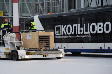Прокуратура организовала проверку по факту задержек рейсов в аэропорту "Кольцово"
