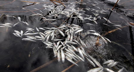 Массовая гибель рыбы зафиксирована в Чебоксарском заливе