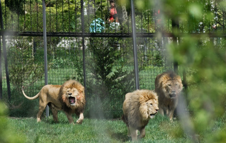 Следствие выясняет обстоятельства гибели человека в парке львов в Крыму
