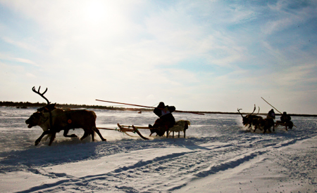 Ямальские тундровики устроили гонки на оленьих упряжках на традиционном празднике