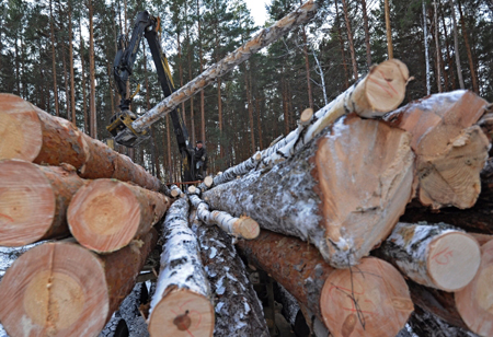 Новосибирцы незаконно вывозили лес из Иркутской области в Японию и на Сейшелы