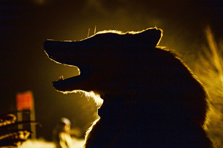 В лесах еще пяти районов Тюменской области будут отстреливать волков, разгуливающих вблизи сел