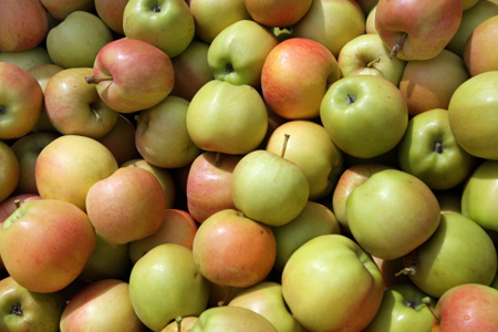 Брянские пограничники задержали свыше 40 тонн белорусских яблок