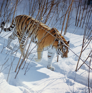 Охотоведы пытаются отпугнуть тигров, таскающих собак со дворов одного из хабаровских поселков