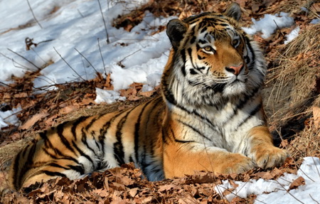Тигр по кличке Упорный погиб в тайге