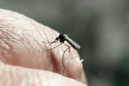 Битва с комарами