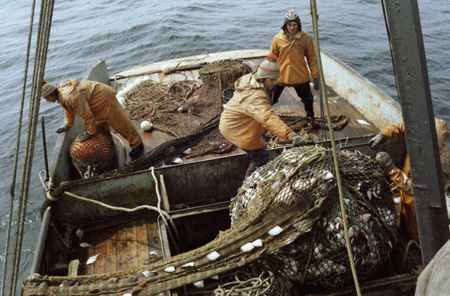 Рыбаки недооценивают потенциал промысла водорослей Баренцева и Белого морей