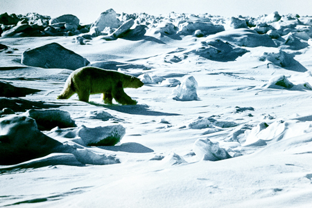 С окончанием полярной ночи белые медведи стали выходить к людям в НАО