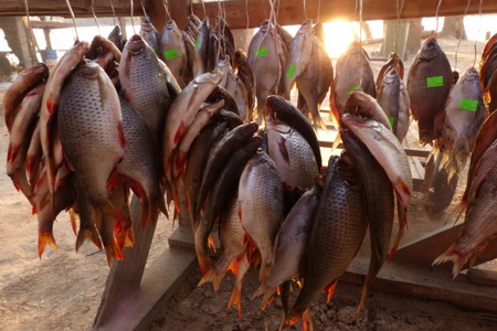 Росрыболовство проведет ревизию дамб на озерах в дельте Волги из-за массовой гибели рыбы