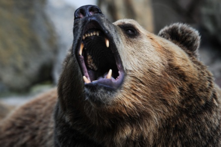 Медведи пробудились из спячки раньше обычного из-за аномального тепла в Алтайском крае