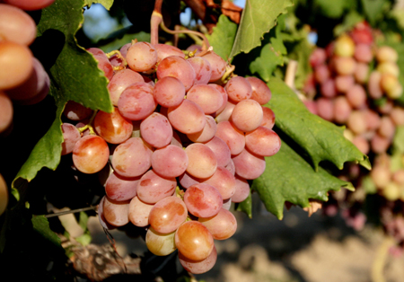 Виноградный питомник на 3 млн лоз создадут в Крыму
