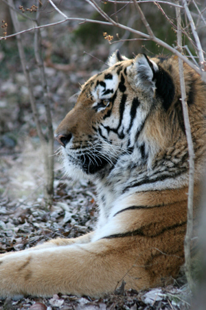 Гулявшего по Владивостоку тигра вернули в дикую природу