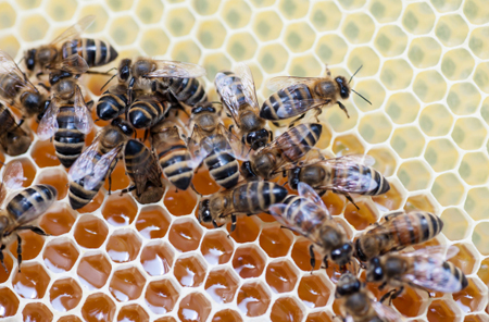 Прокуратура проверит сообщения о массовой гибели пчел в томском Колпашево