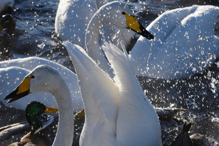 Пара белых лебедей вернулась в озеро в уфимском парке