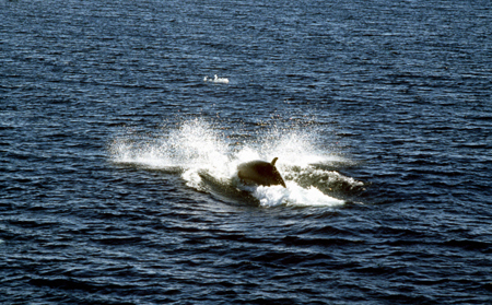 Горбатые киты устроили "представление" для сивучей в Кроноцком заповеднике на Камчатке