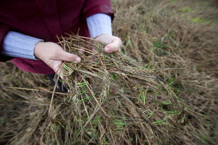 Более 2,2 тыс. га сельхозпосевов пострадало в КЧР из-за сильных ливней