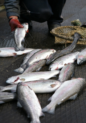 Первый на Камчатке рыбный терминал нарастил мощности перед лососевой рыбалкой