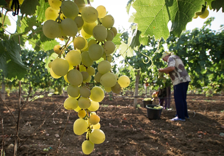 Кубанская "Вин Кантри" может вложить 1 млрд руб. в выращивание винограда в Крыму