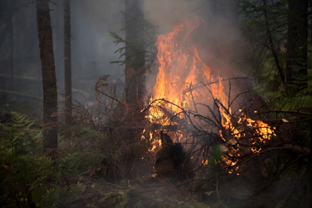 Площадь лесных пожаров на Дальнем Востоке увеличилась более чем в 5,5 раз за сутки