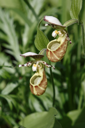 Редкий вид "краснокнижной" орхидеи найден в Керженском заповеднике Нижегородской области
