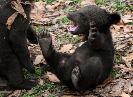 Приморские экологи выхаживают гималайских медвежат, чью мать задавил автомобиль